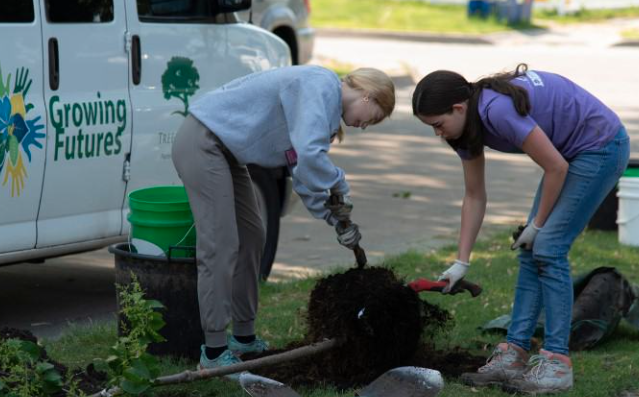 City Forest Credits: How much is a tree worth to a city?
