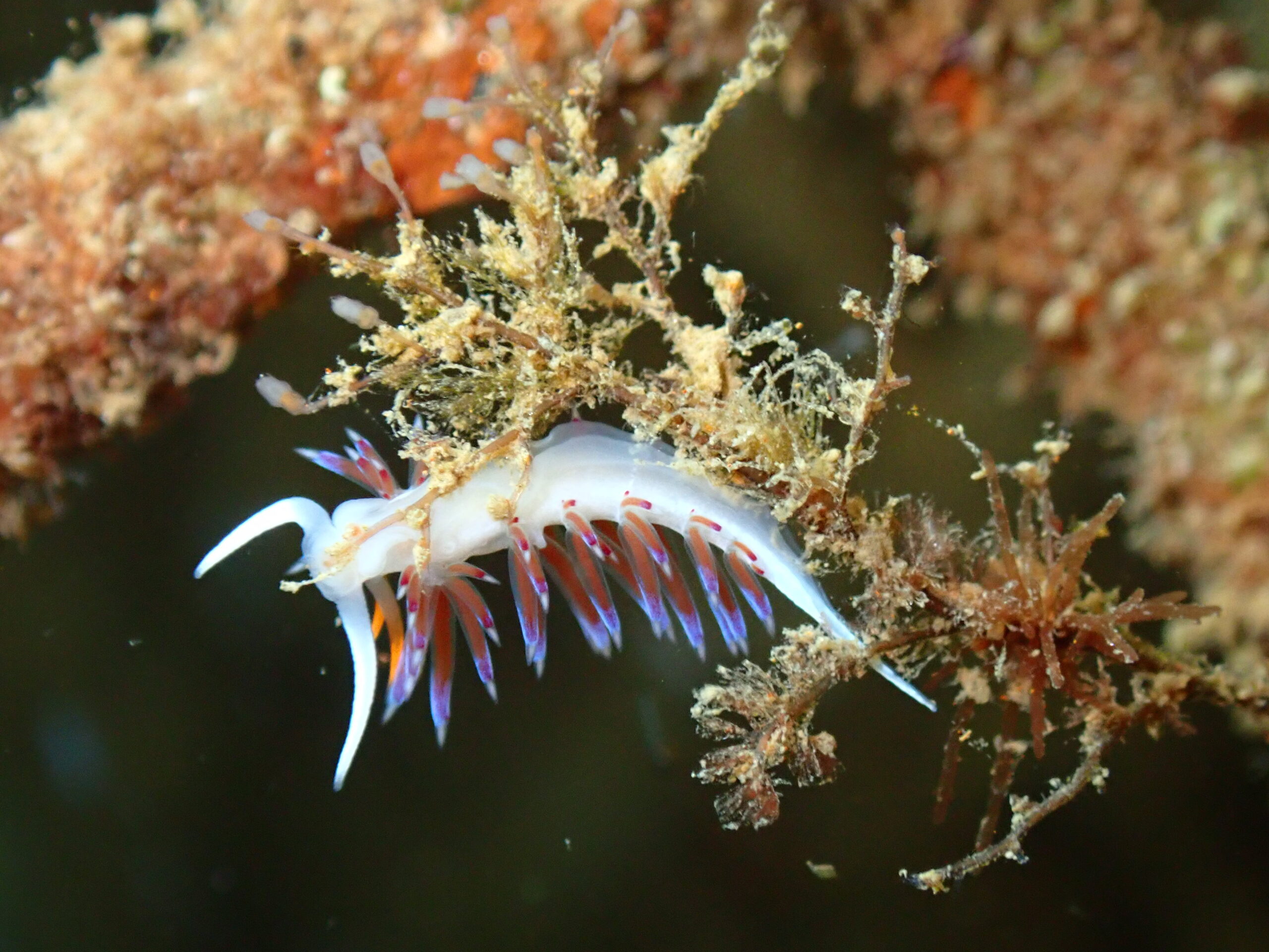 Ocean Ecostructures: what if ports could help regenerate marine life?