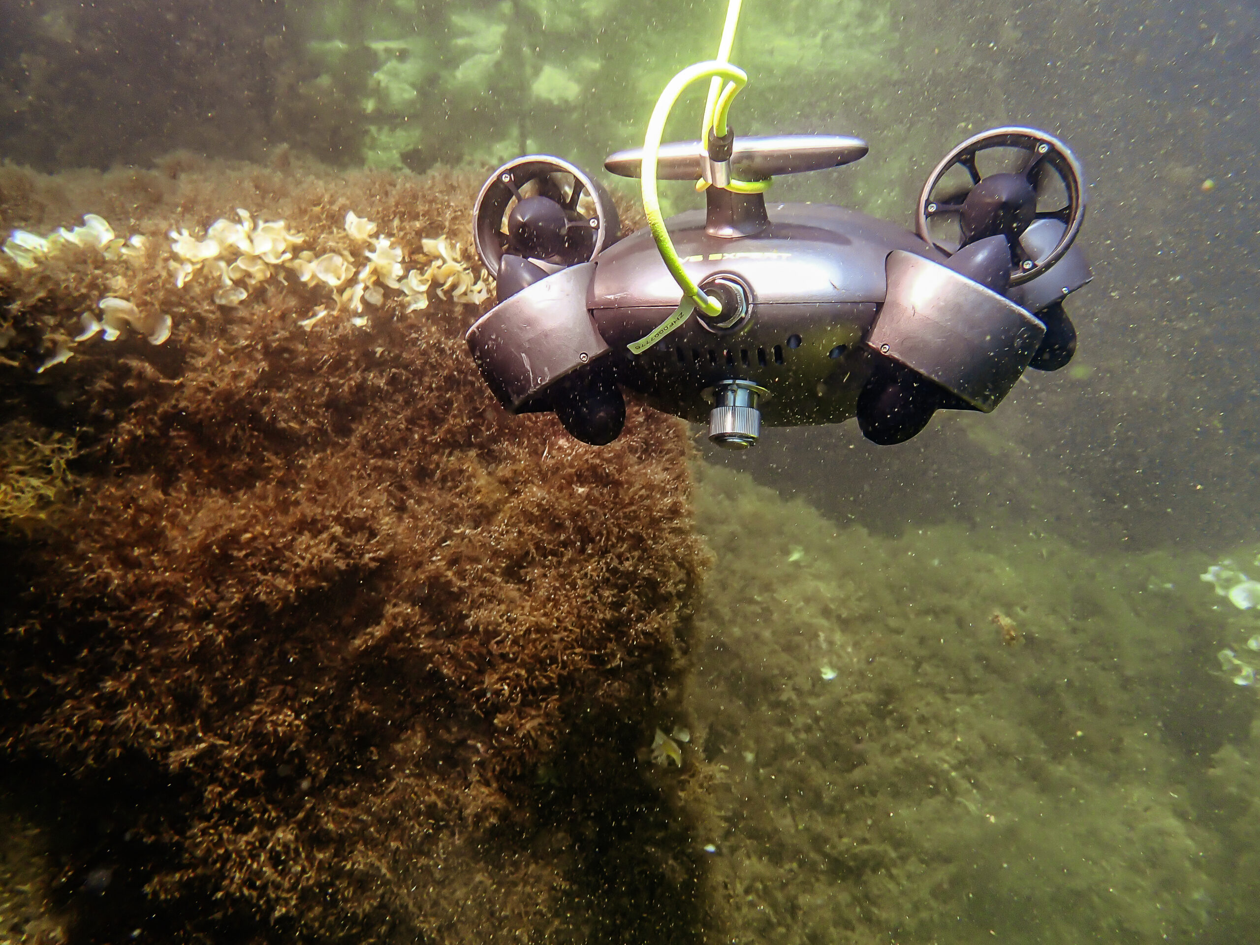 Ocean Ecostructures: what if ports could help regenerate marine life?